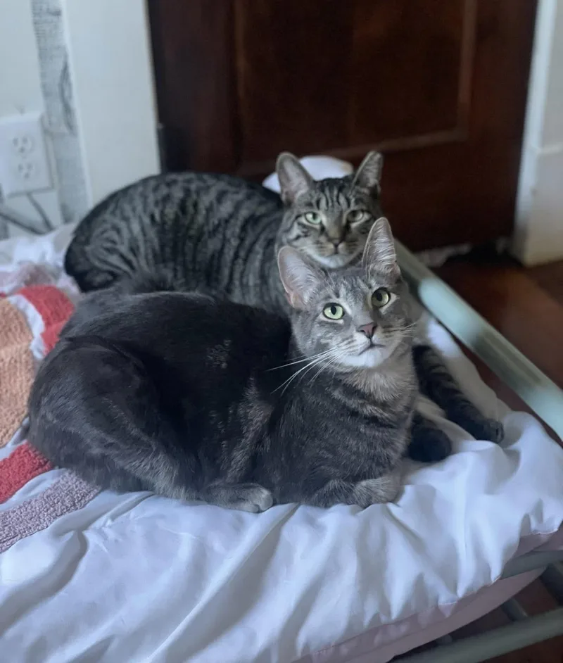 Bonded Brothers Howl And thumbnail 5