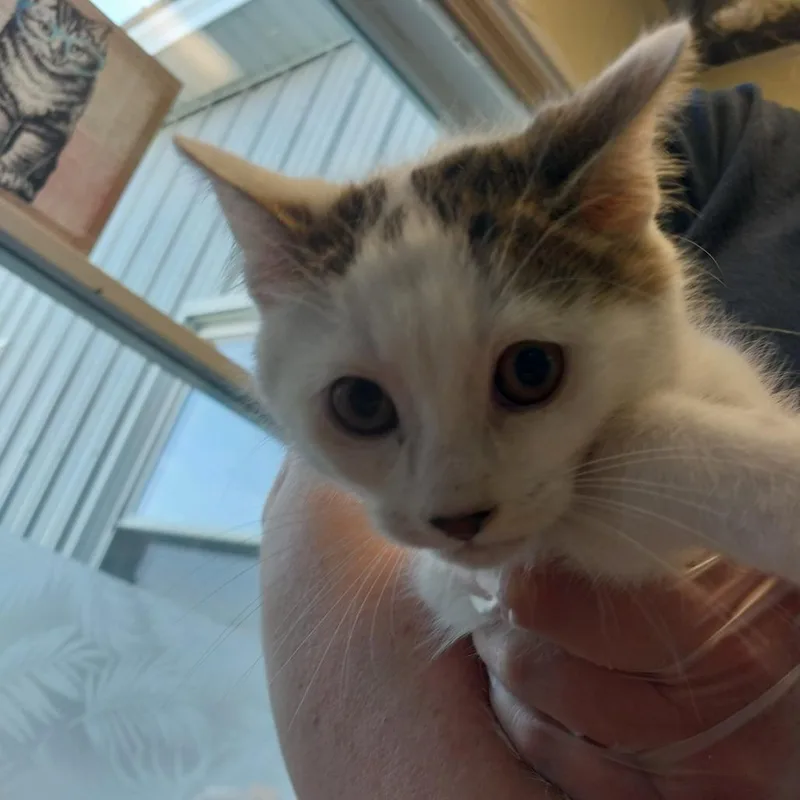 A baby small-sized female White Domestic Short Hair cat named Candy Corn for adoption in East Smithfield, PA
