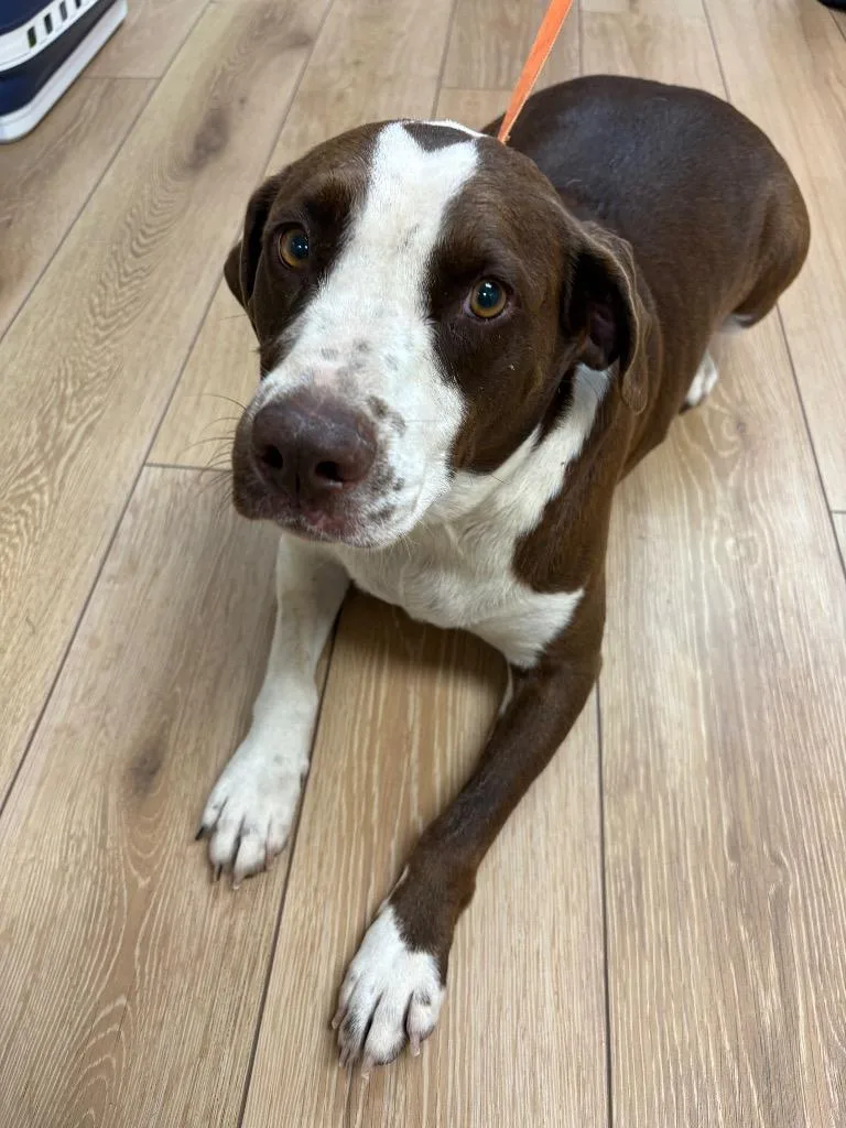 An adult large-sized female Hound dog named Lola for adoption in Fayetteville, TN