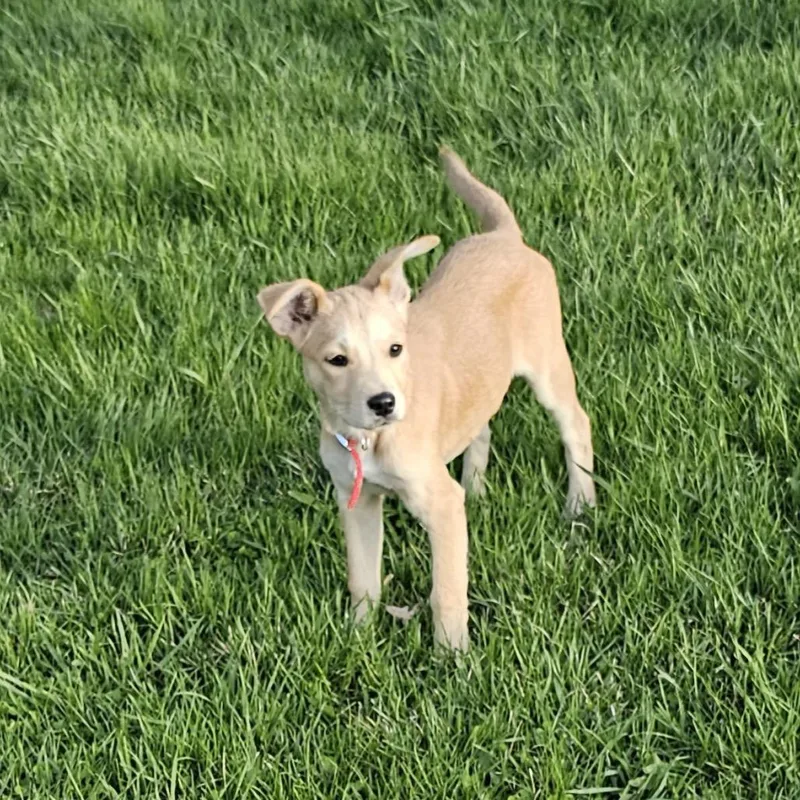 A baby small-sized female Yellow / Tan / Blond / Fawn Chihuahua dog named Brownie for adoption in Chaska, MN
