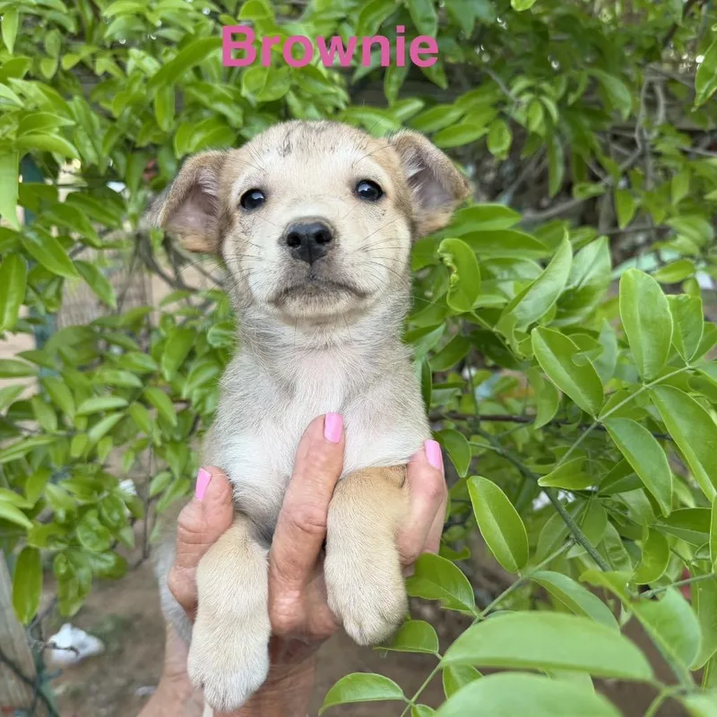 Brownie thumbnail 5
