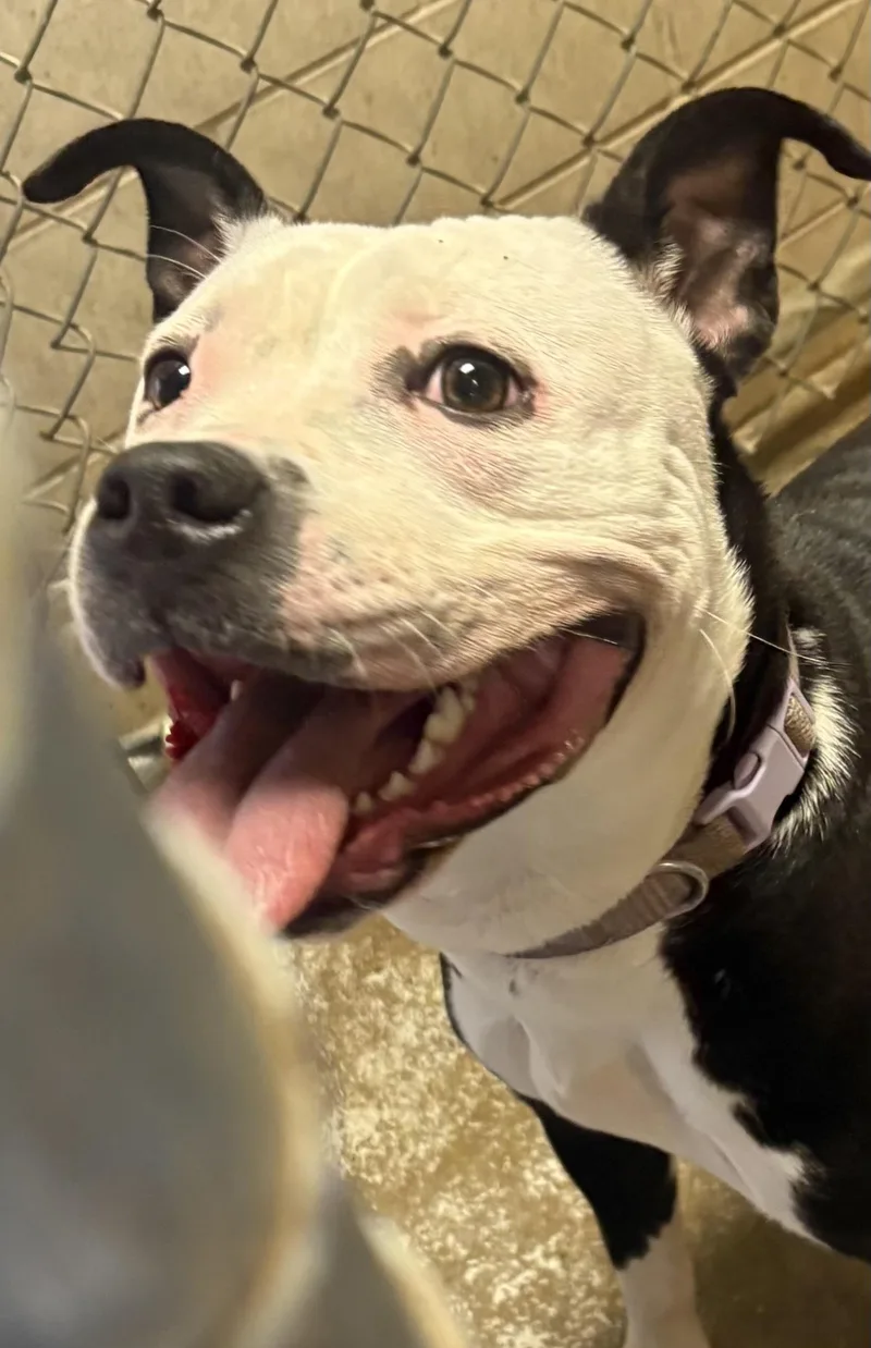 An adult medium-sized female White / Cream American Staffordshire Terrier dog named Twix HOLD for adoption in Canton, OH