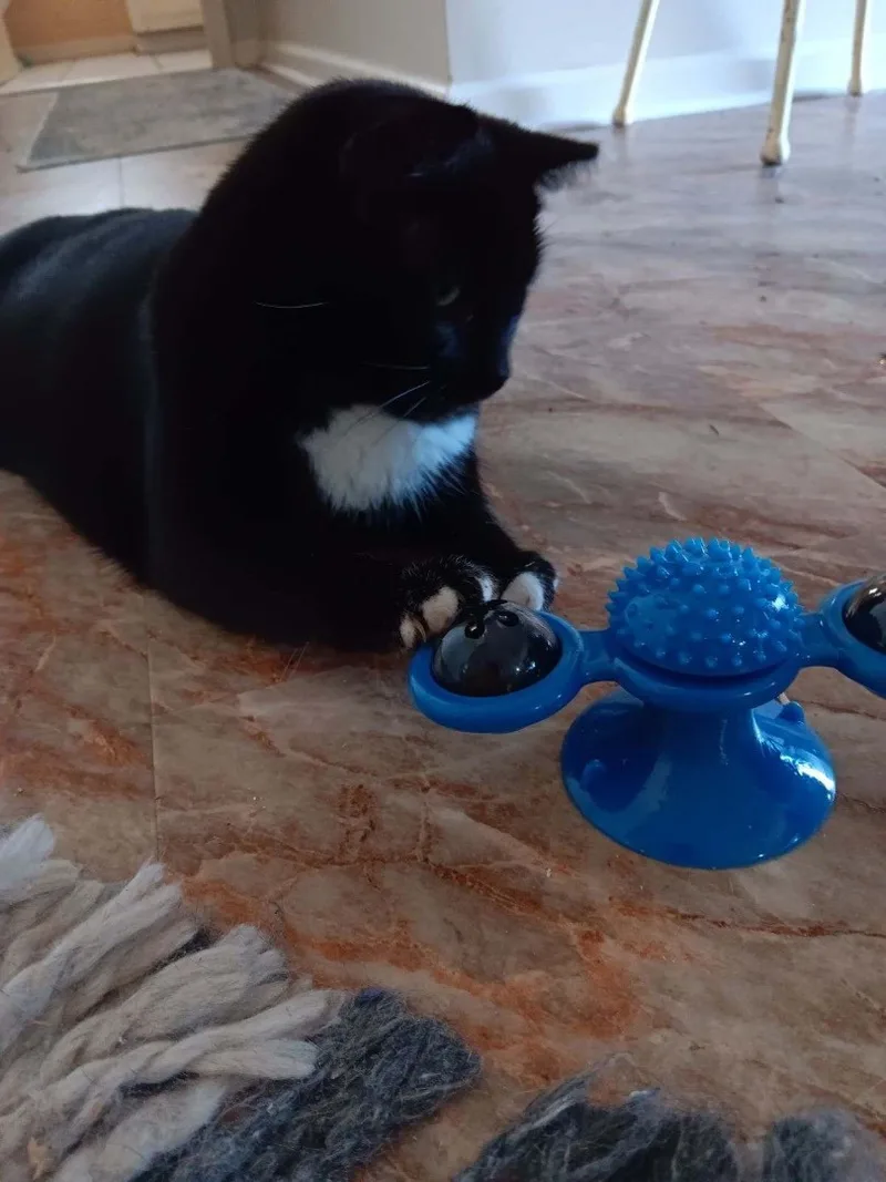 Mittens thumbnail 2
