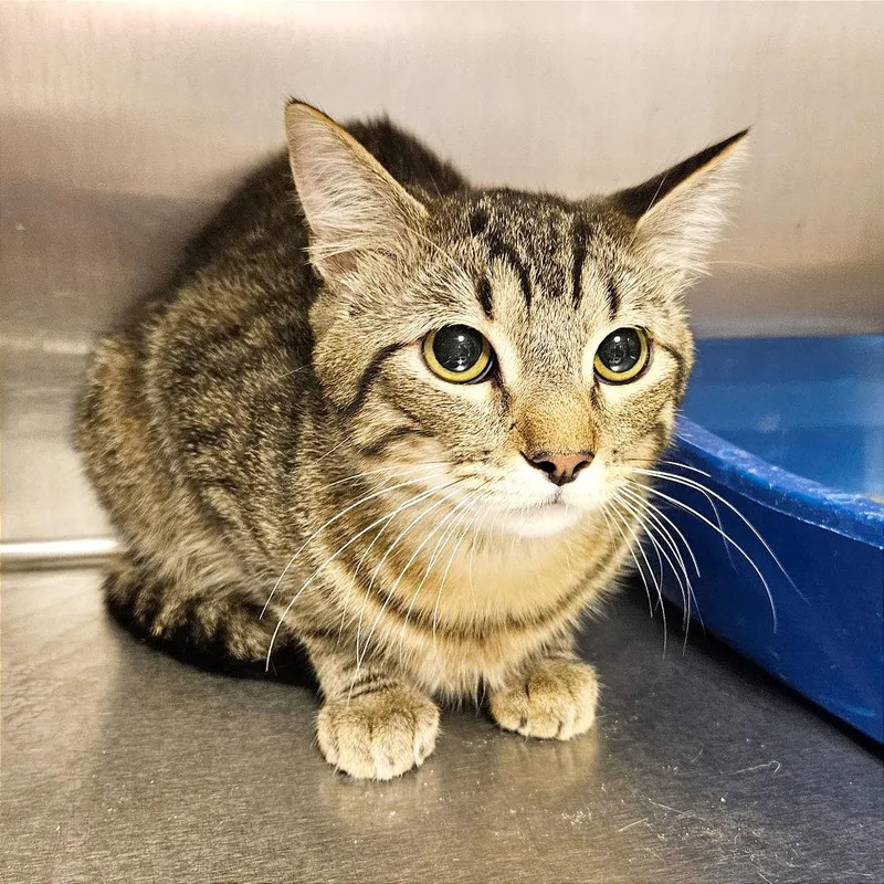 A young medium-sized male Gray / Blue / Silver Domestic Short Hair cat named Thomper for adoption in Clarksville, AR