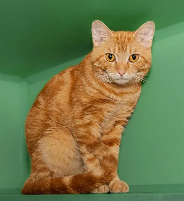 A young medium-sized male Domestic Short Hair cat named Boots for adoption in Cookeville, TN