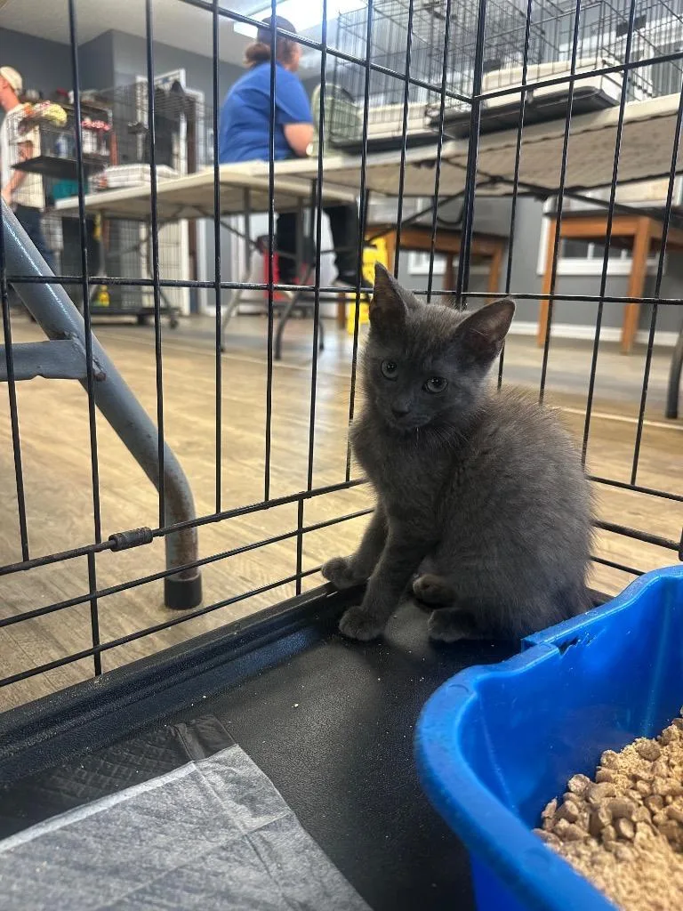 A baby medium-sized male Domestic Short Hair cat named Dee for adoption in St. Albans, VT