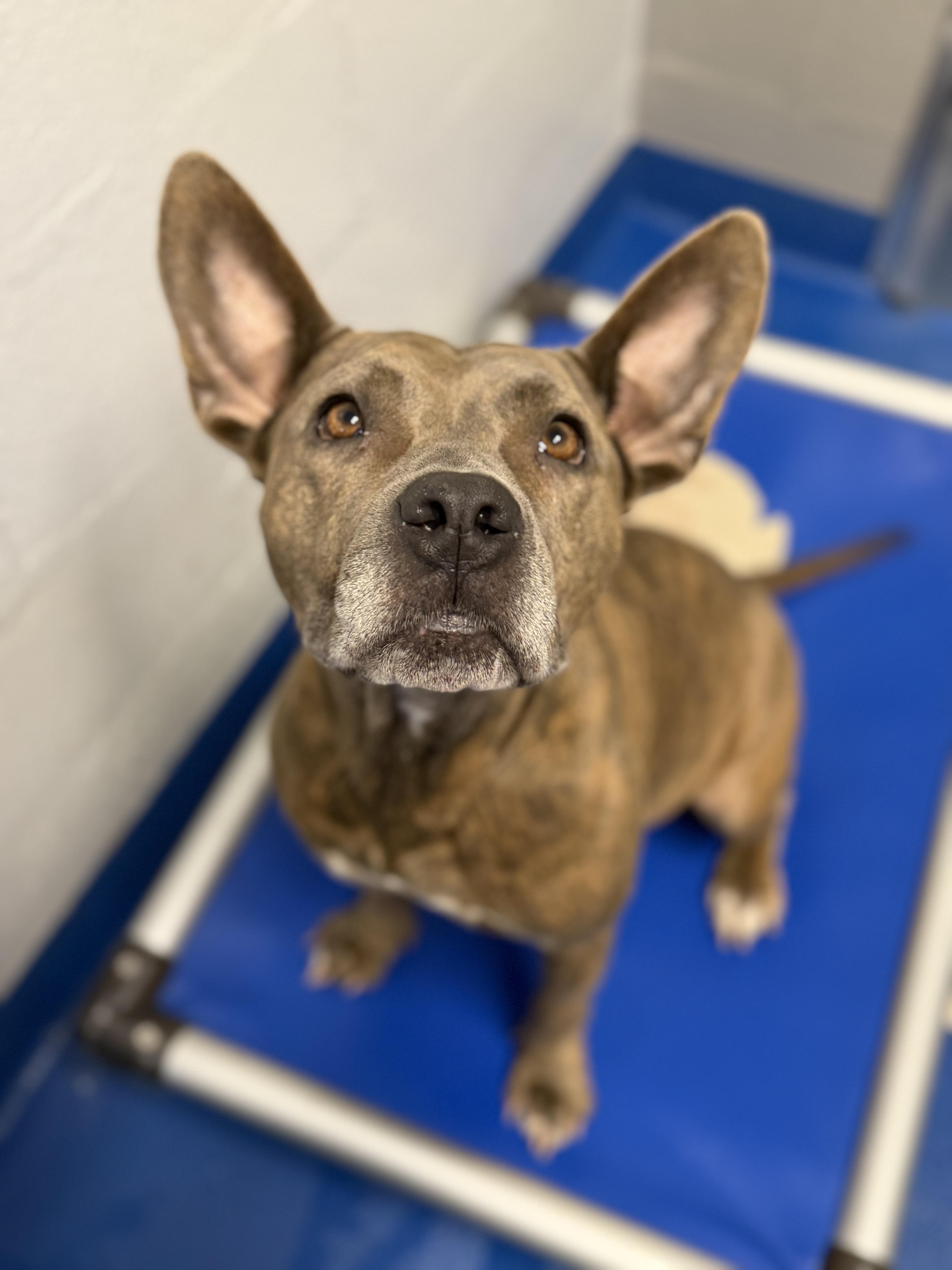 An adult medium-sized female Bicolor Terrier dog named Bessie for adoption in Lancaster, SC