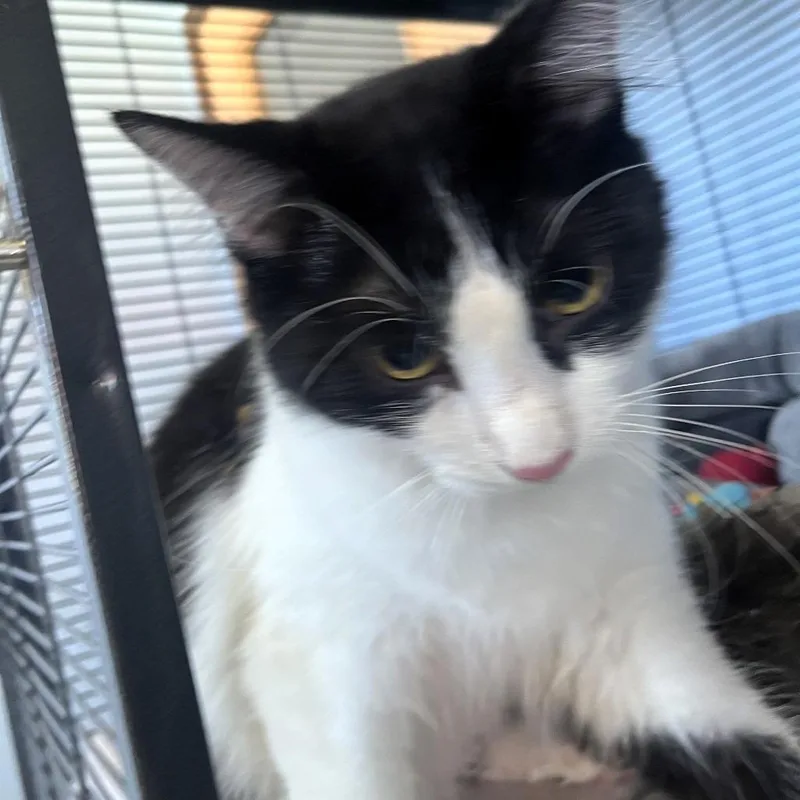 A young medium-sized male Domestic Medium Hair cat named Naoe for adoption in Shawnee, KS
