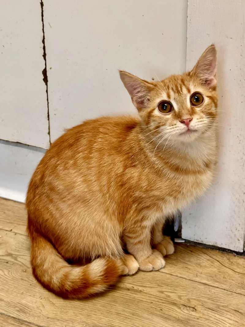 A baby medium-sized male Tabby (Orange / Red) Tabby cat named Bugs for adoption in Scottsburg, IN