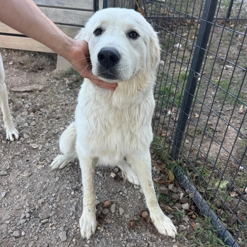 An adult extra large-sized male White / Cream Great Pyrenees dog named Sarge for adoption in Pineville, MO