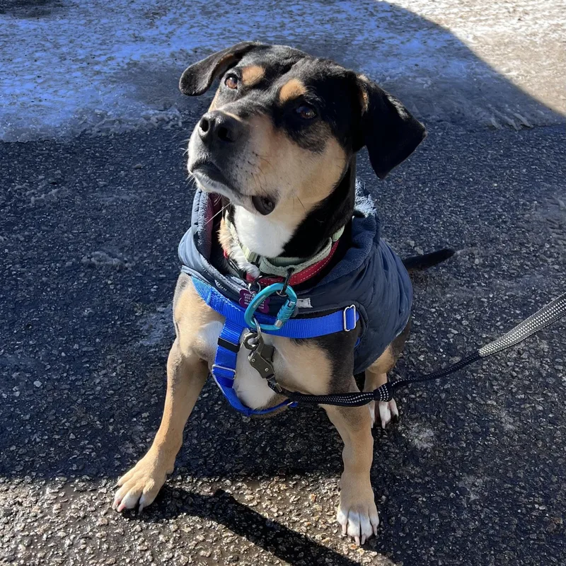 Beau Is In Maine thumbnail 2