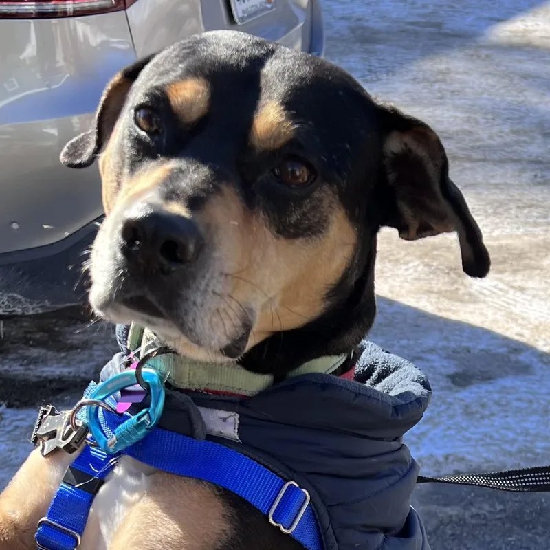 Beau Is In Maine thumbnail 3