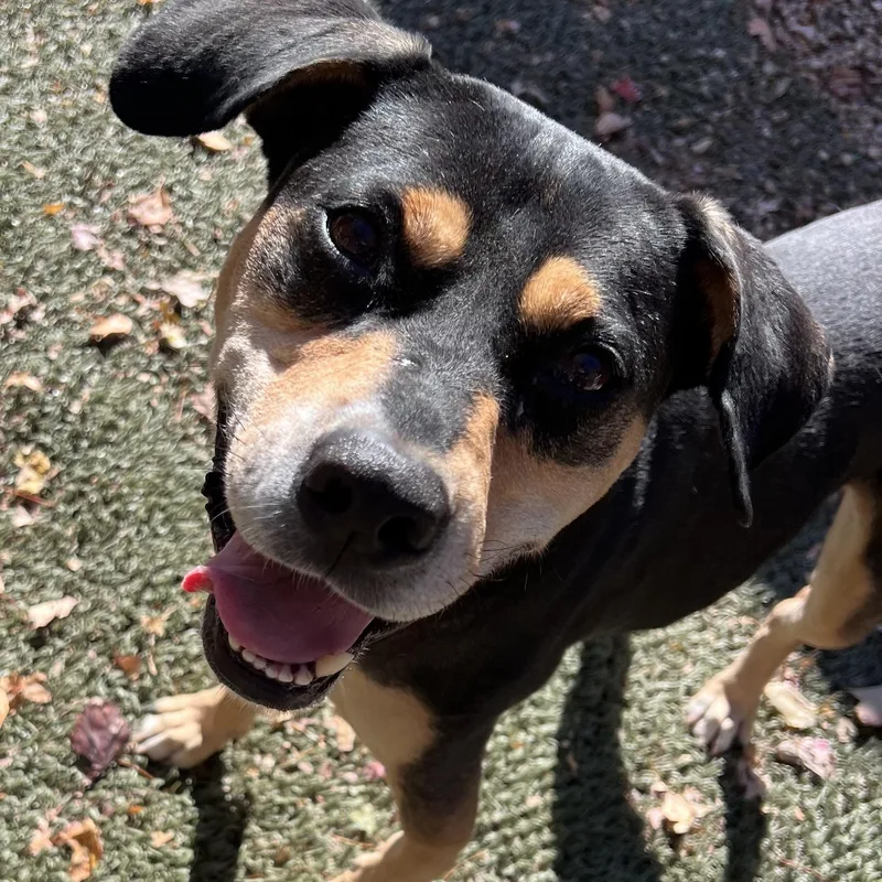 Beau Is In Maine thumbnail 5