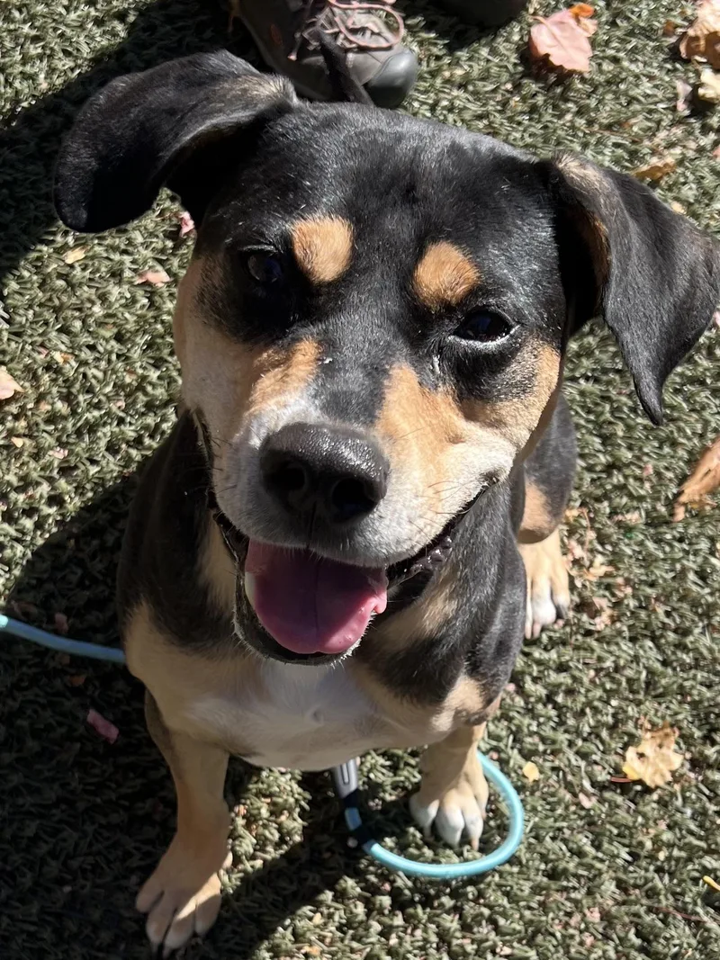 Beau Is In Maine thumbnail 6