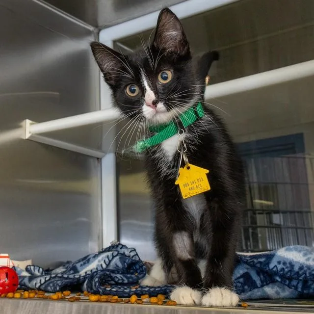 A baby small-sized male Domestic Short Hair cat named Gunther for adoption in St. Louis, MO