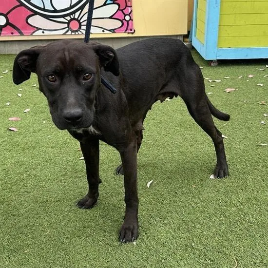 An adult medium-sized female Black Labrador Retriever dog named Angie for adoption in San Gabriel, CA