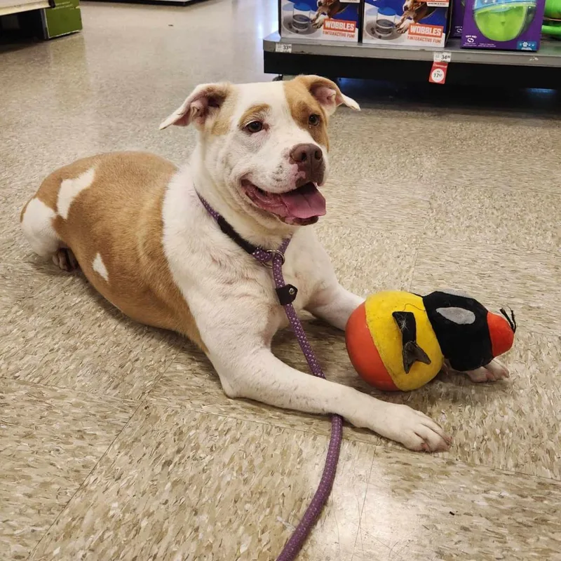 Gayle Jum thumbnail 6