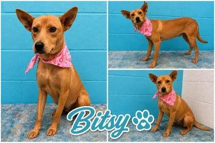 Bitsy