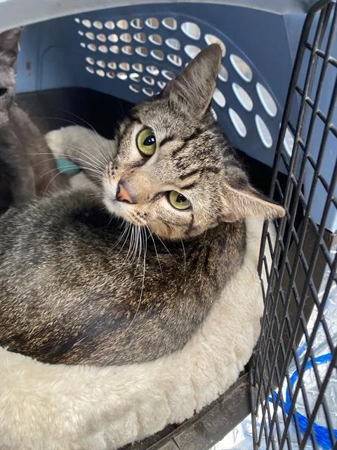 A young small-sized male Domestic Short Hair cat named King for adoption in Dallas, TX