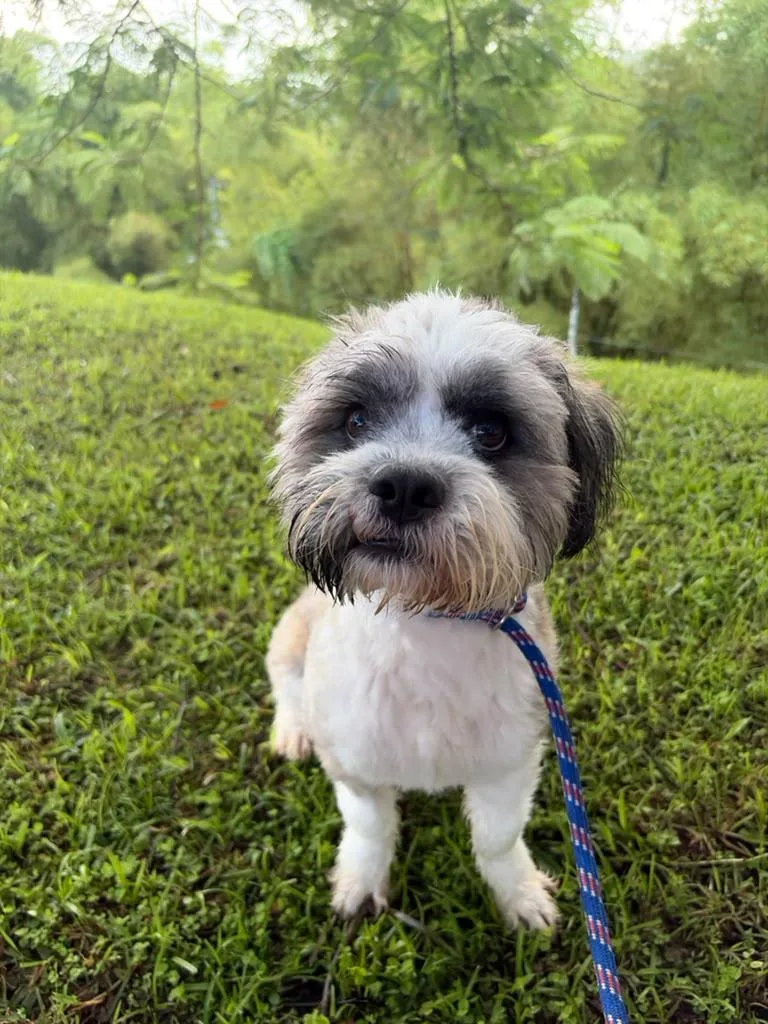 A young small-sized male Shih Tzu dog named Eddie for adoption in Brooklyn, NY