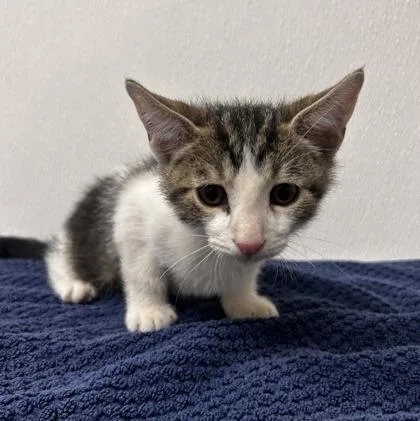 A young small-sized male Domestic Short Hair cat named Crinkle Fry for adoption in Phoenix, AZ