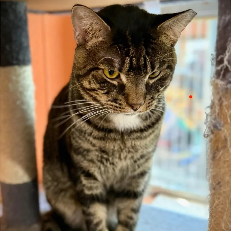 An adult medium-sized male Domestic Short Hair cat named Freddie for adoption in Tulsa, OK