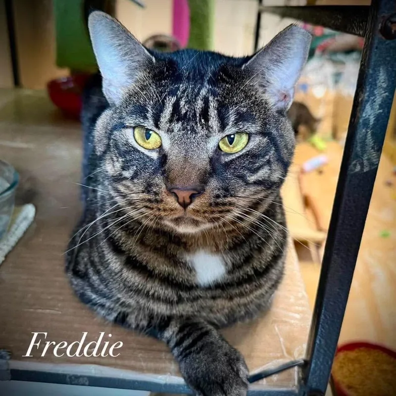 Freddie thumbnail 2