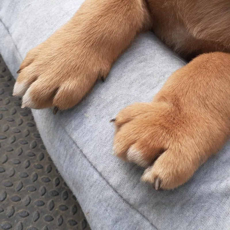 A baby medium-sized female German Shepherd Dog dog named Bootes for adoption in Sparta, NJ