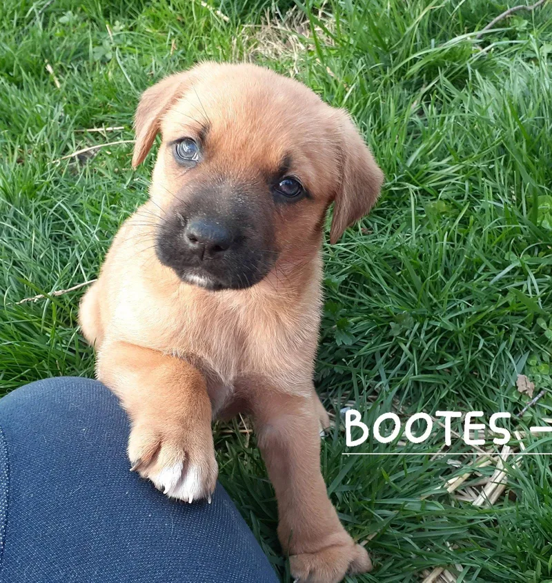 Bootes thumbnail 2