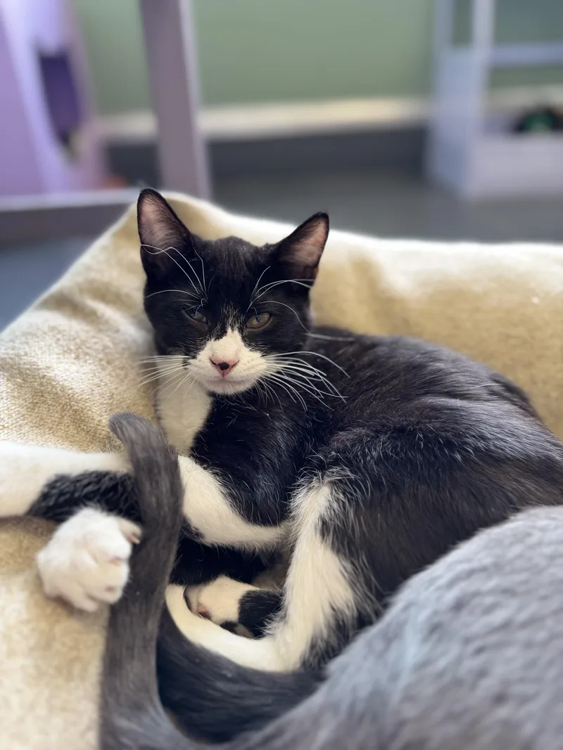 A young medium-sized male Black Domestic Short Hair cat named Toe for adoption in Eagle, CO