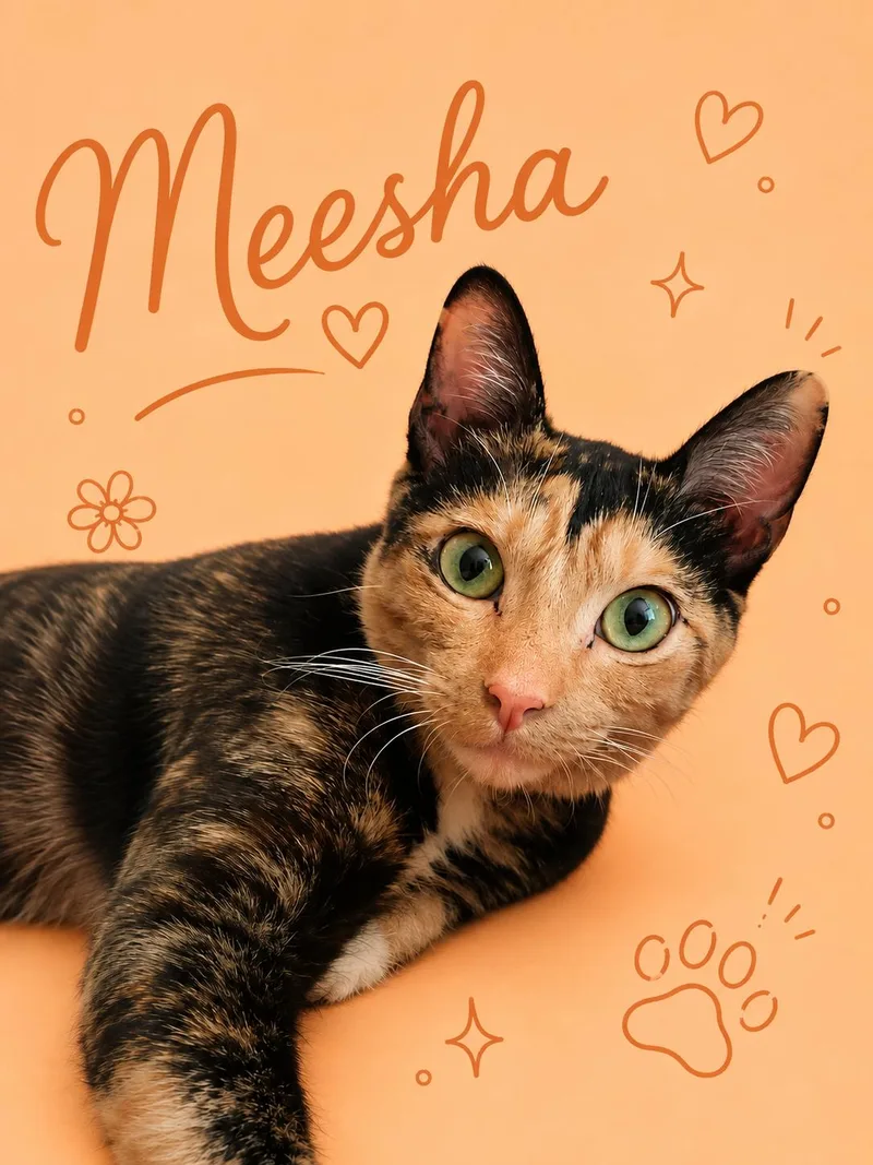 Meesha
