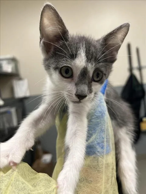 A baby small-sized female Domestic Short Hair cat named Clarabelle for adoption in Las Vegas, NV