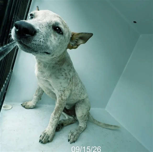 A baby small-sized male Australian Cattle Dog / Blue Heeler dog named Allen for adoption in Augusta, GA