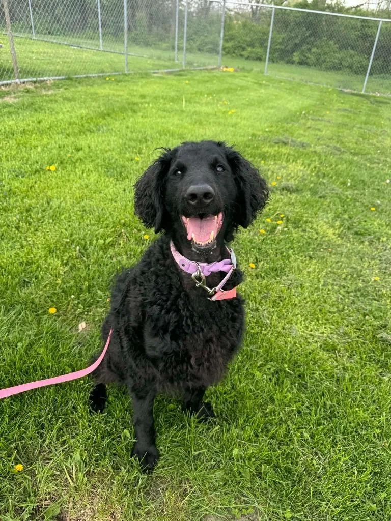 An adult medium-sized female Labrador Retriever dog named Luna for adoption in Marion, OH