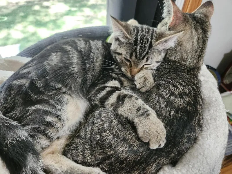 A baby small-sized female Tabby (Brown / Chocolate) Domestic Short Hair cat named Colocolo for adoption in Muskegon, MI