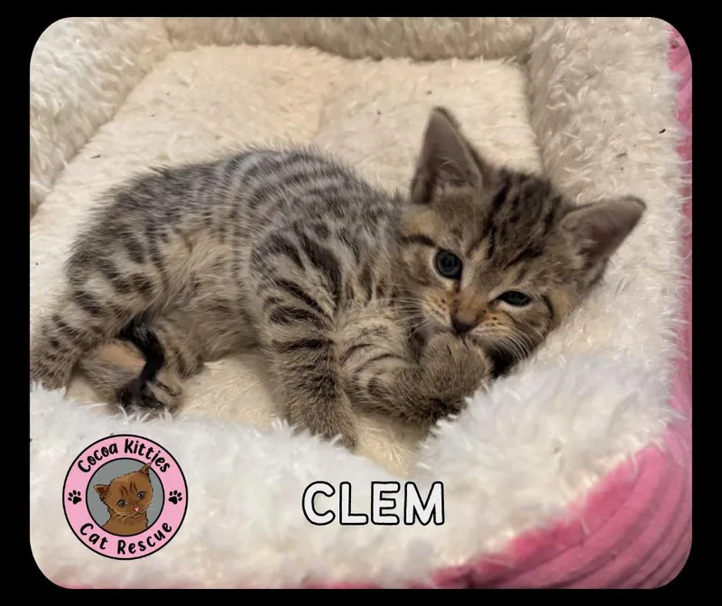 A baby small-sized male Domestic Short Hair cat named Clem for adoption in Hershey, PA