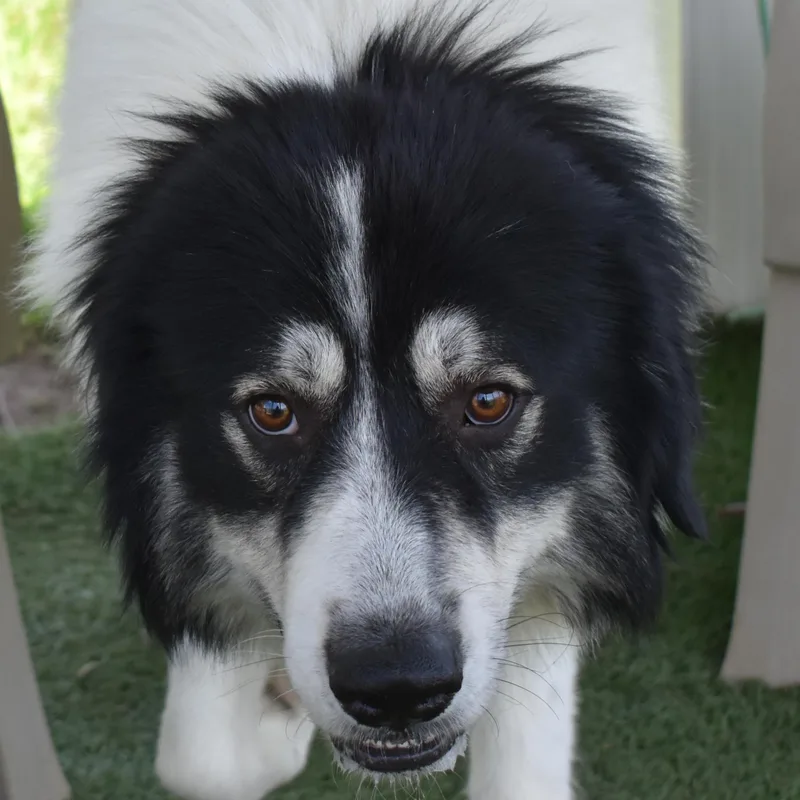 A young large-sized male Great Pyrenees dog named Vesper for adoption in Auburn, NE