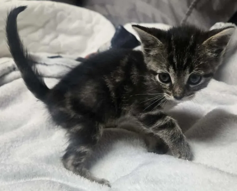 A baby small-sized male Gray / Blue / Silver Domestic Short Hair cat named Peanut Butter for adoption in Fremont, NE