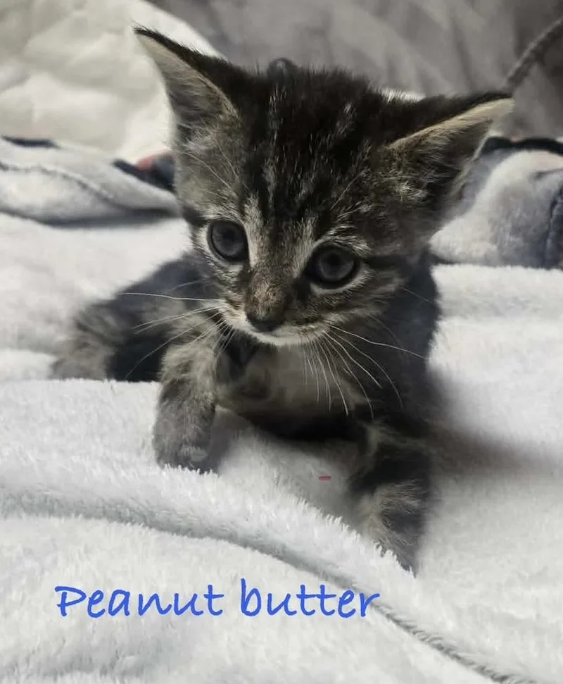 Peanut Butter thumbnail 2