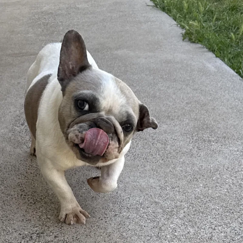 Lollie thumbnail 2