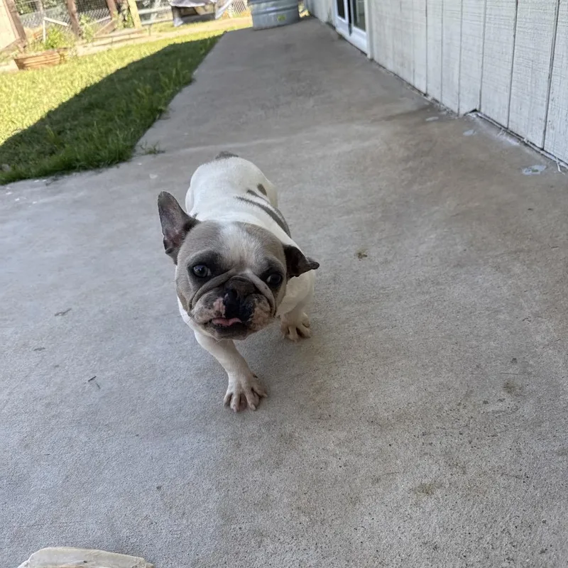 Lollie thumbnail 4