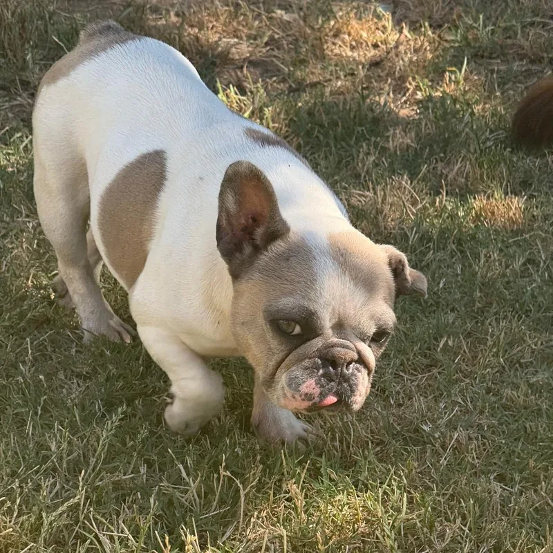 Lollie thumbnail 5