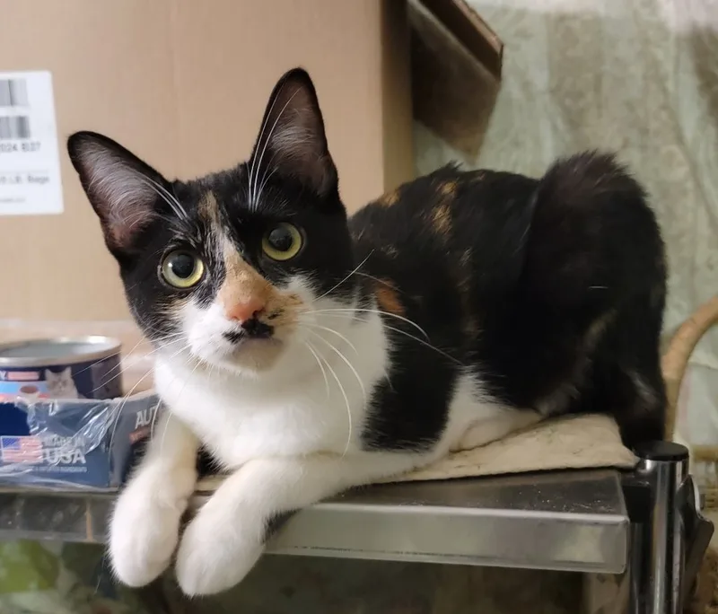 A young medium-sized female Calico Domestic Short Hair cat named Bamboo for adoption in Houston, TX