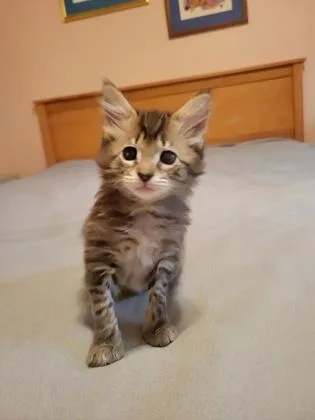 A young small-sized male Domestic Short Hair cat named A Rocky Raccoon for adoption in North Charleston, SC