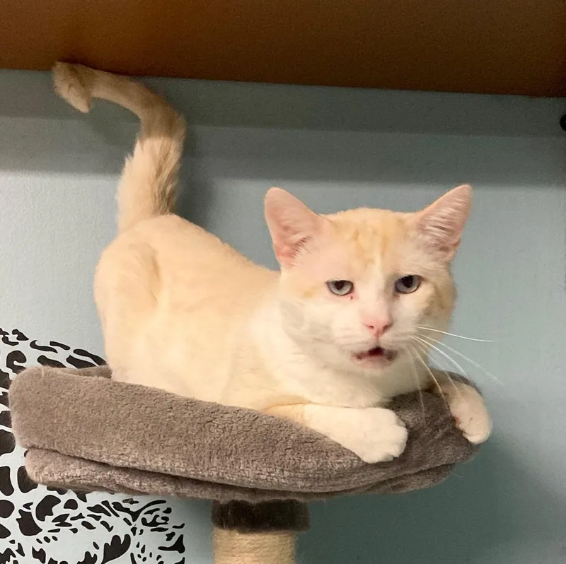 Macchiato thumbnail 2