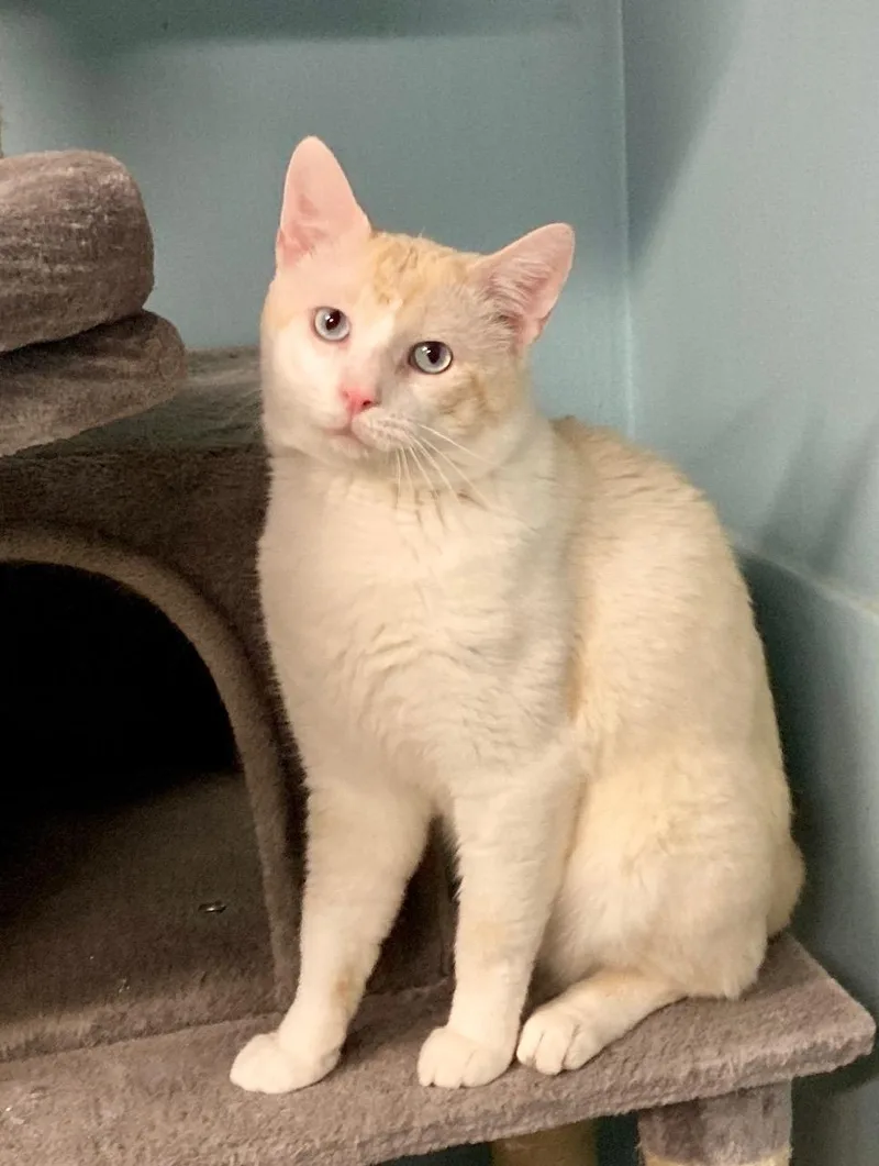 Macchiato thumbnail 3