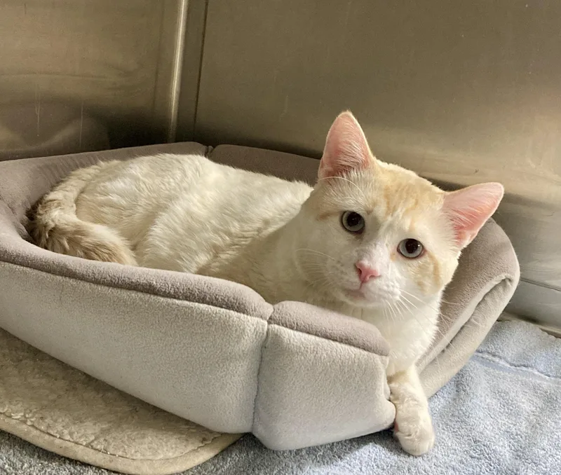 Macchiato thumbnail 4