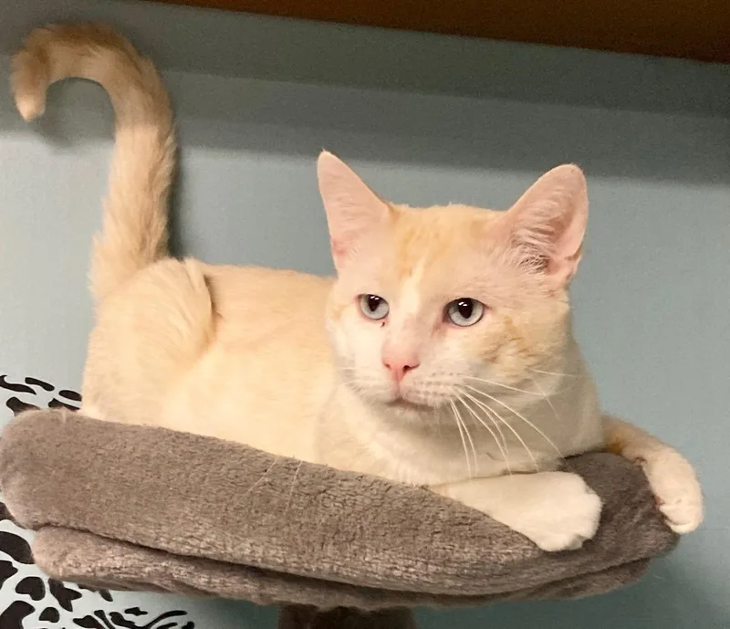 Macchiato thumbnail 5