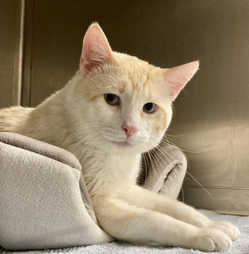 Macchiato thumbnail 6