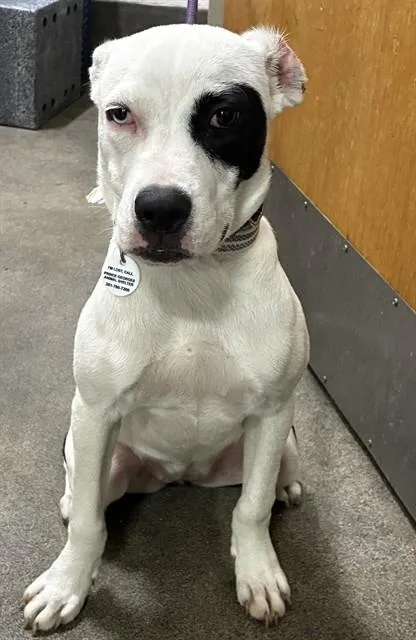 A young medium-sized female Pit Bull Terrier dog named Tina for adoption in Upper Marlboro, MD